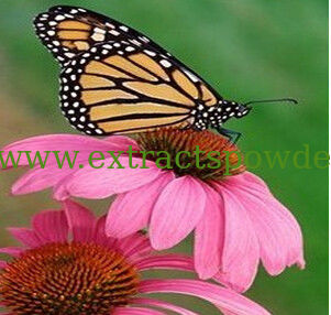 echinacea extract echinacoside
