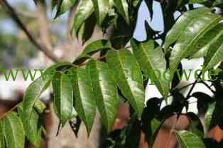 Oliver leaf Extract,Hydroxytyrosol,Hydroxytyrosol powder