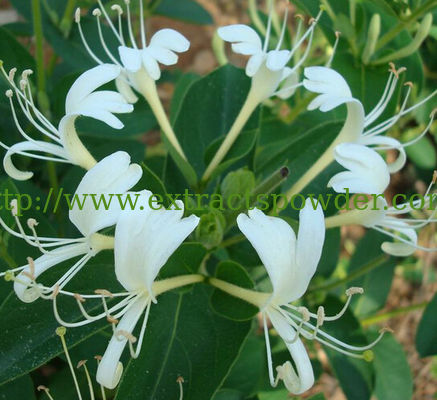 chlorogenic acid 5%-25% honeysuckle flower extract anti-infectious