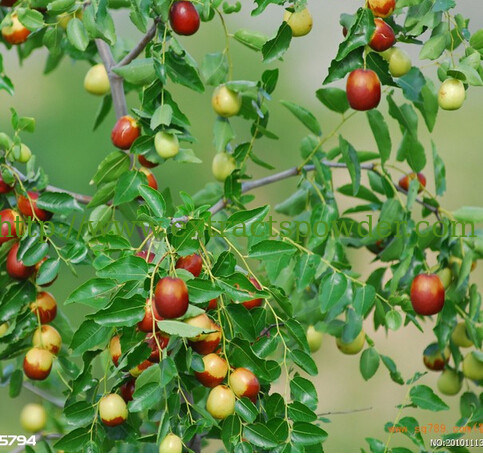 Spine Date Seed P.E.,Jujuba P.E,Semen Ziziphi spinosae P.E.,Ziziphus jujuba Mill. Var.