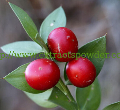 10%20%Ruscogenin,Ruscogenin powder,Butchers Broom P.E. CAS NO.:84012-38-4