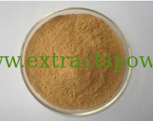 Lose Weight Medicine Cassia Nomame P.E/Cassia Nomame Extract,Cassia Nomame Extract Powder