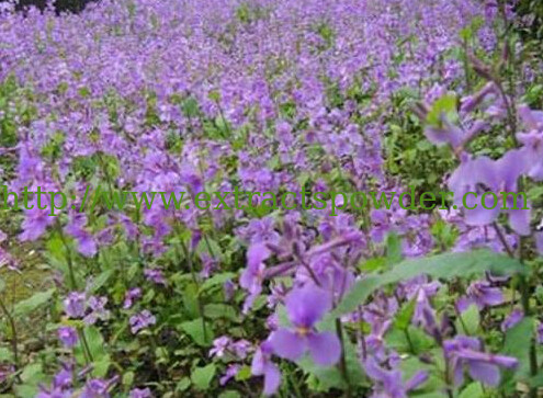 Cure hepatitis plant extract Gromwell root extract Alkannin/Shikonin 30% Cas. No.:517-89-5