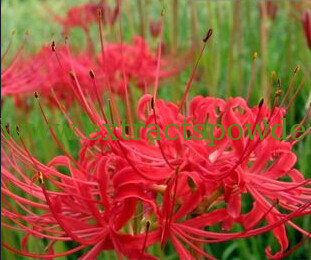 Galantamine hydrobromide 98%,Lycorine 98%,Lycoris Radiata Extract,Red Spider Lily Extract