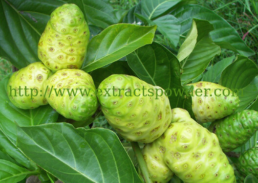 9%-20%Polysaccharides,Noni Extract,Noni Fruit Extract,noni juice powder,Morinda Citrifolia