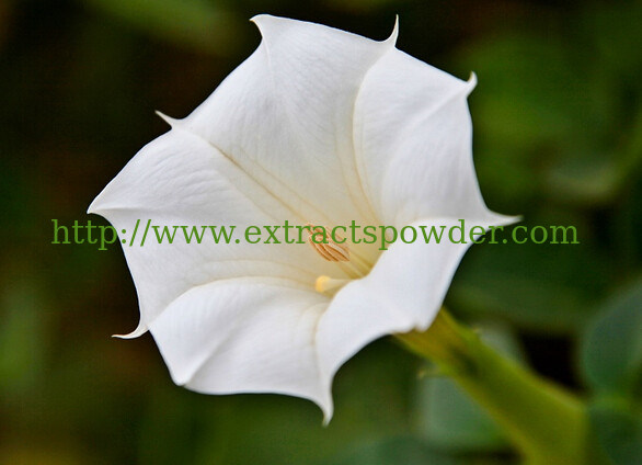 New products ! Scopolamine 99%,Powdered scopolamine 99% Herbal medicine !  plant extract !