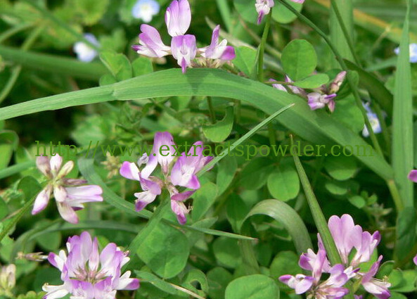 Alfafa Extract powder,Medicago sativa Extract power,Buffalo Herb Extract powder 50%,10:1