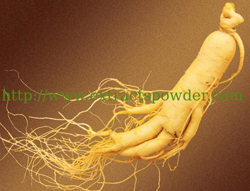 Enhance immunity Ginseng Extract 10%-80% Ginsenosides Cas.:72480-62-7,90045-38-8