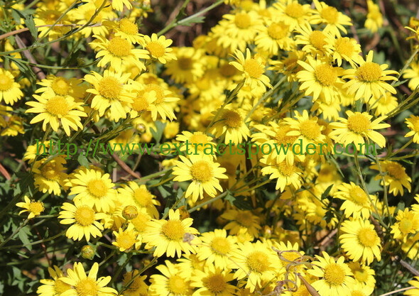 Natural Cosmetic Additive Chrysanthemum Extract Buddleoside 0.5%-98% CAS NO.: 480-36-4