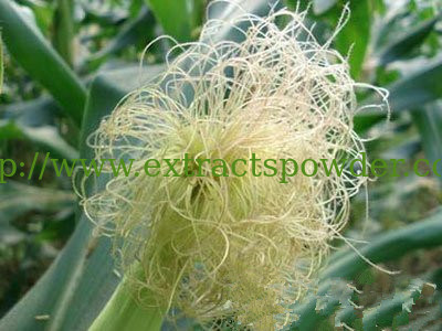 100% pure natural Stigmata Maydis Extract/Corn Silk Extract/Corn Stigma Extract 10:1