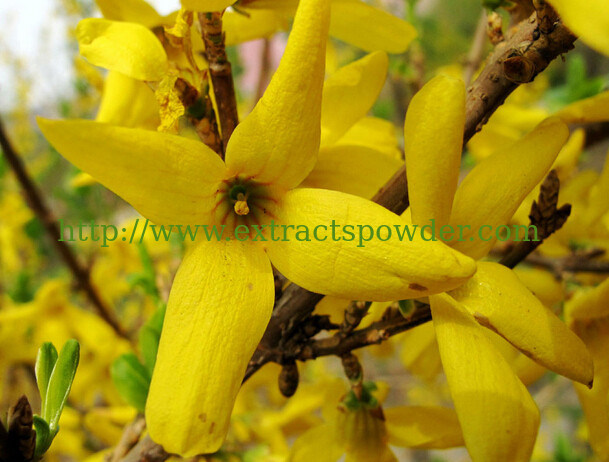 natural weeping forsythia extract phillyrin/forsythin 0.5~2.5%,10:1 CAS No: 487-41-2