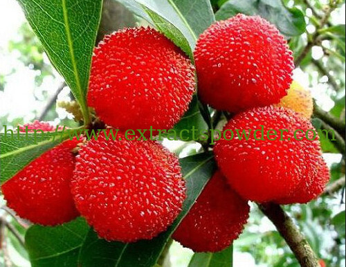 High quality Bayberry Bark Extract Myricetin 50% 80% 90% 98% CAS No: 529-44-2