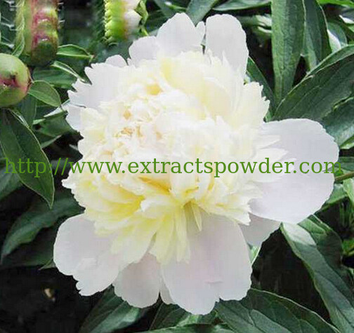 pure natural Radix paeoniae alba extract paeoniflorin 10%20% CAS No.: 23180-57-6