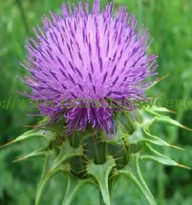 liver care Silybum marianum P.E. silymarin,silybin,silibinin CAS.: 22888-70-6,65666-07-1