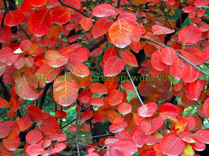 cure rheumatism Common Smoketree P.E./Smoketree P.E./Fisetin CAS No. : 528-48-3