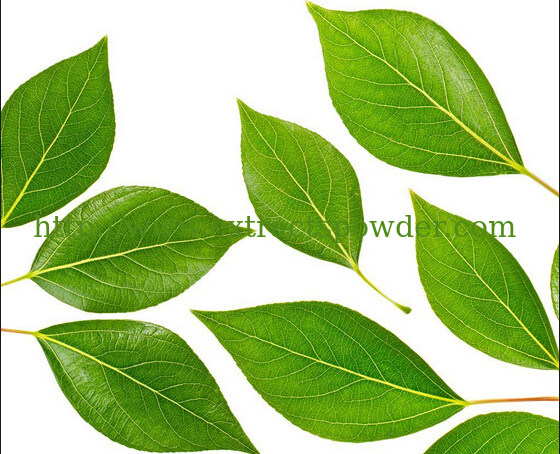 liver care folium mori extract powder,kidney care folium mori p.e.